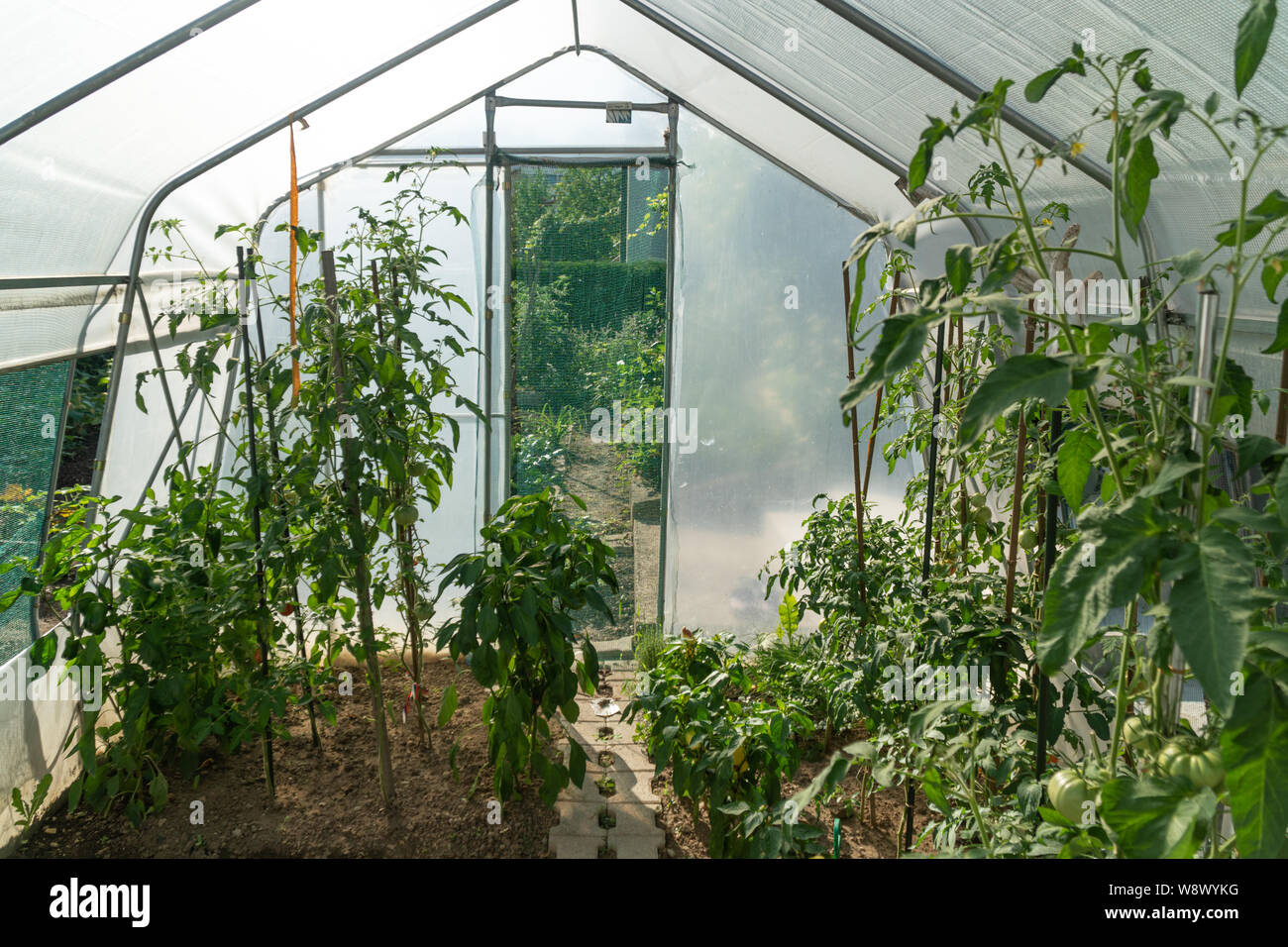 Moderna serra con piante di pomodoro. Agricoltura ecologica Foto Stock