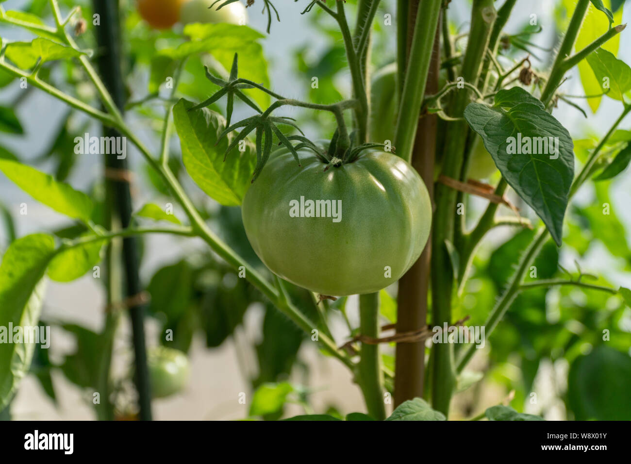 Acerbi pomodori verdi crescente sul letto giardino. I pomodori di serra con il verde dei frutti. Il pomodoro verde su un ramo. Vista dall'alto. Foto Stock