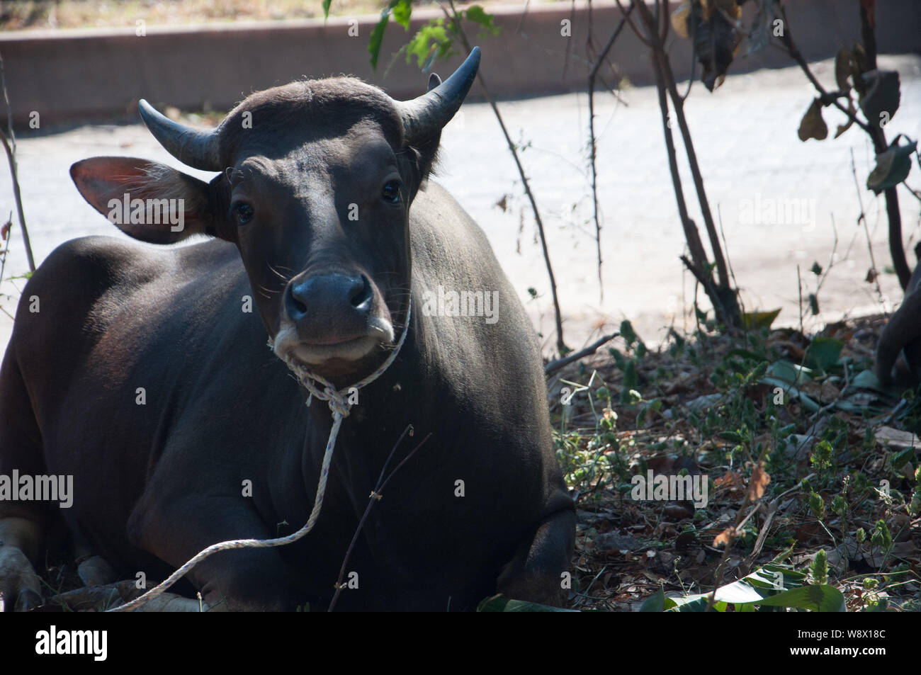 Makassar, Indonesia - Agosto 11th, 2019. Una mucca getta a terra prima di essere sacrificati per Eid al-Adha celebrazione. Musulmani indonesiani e i musulmani di tutto il mondo celebrano l'Eid al-Adha Domenica a Lunedi. Il giorno santo chiamato anche la "Festa del sacrificio", è il secondo di due festività Islamiche celebrato in tutto il mondo ogni anno dopo l'Eid al-Fitr. Foto Stock