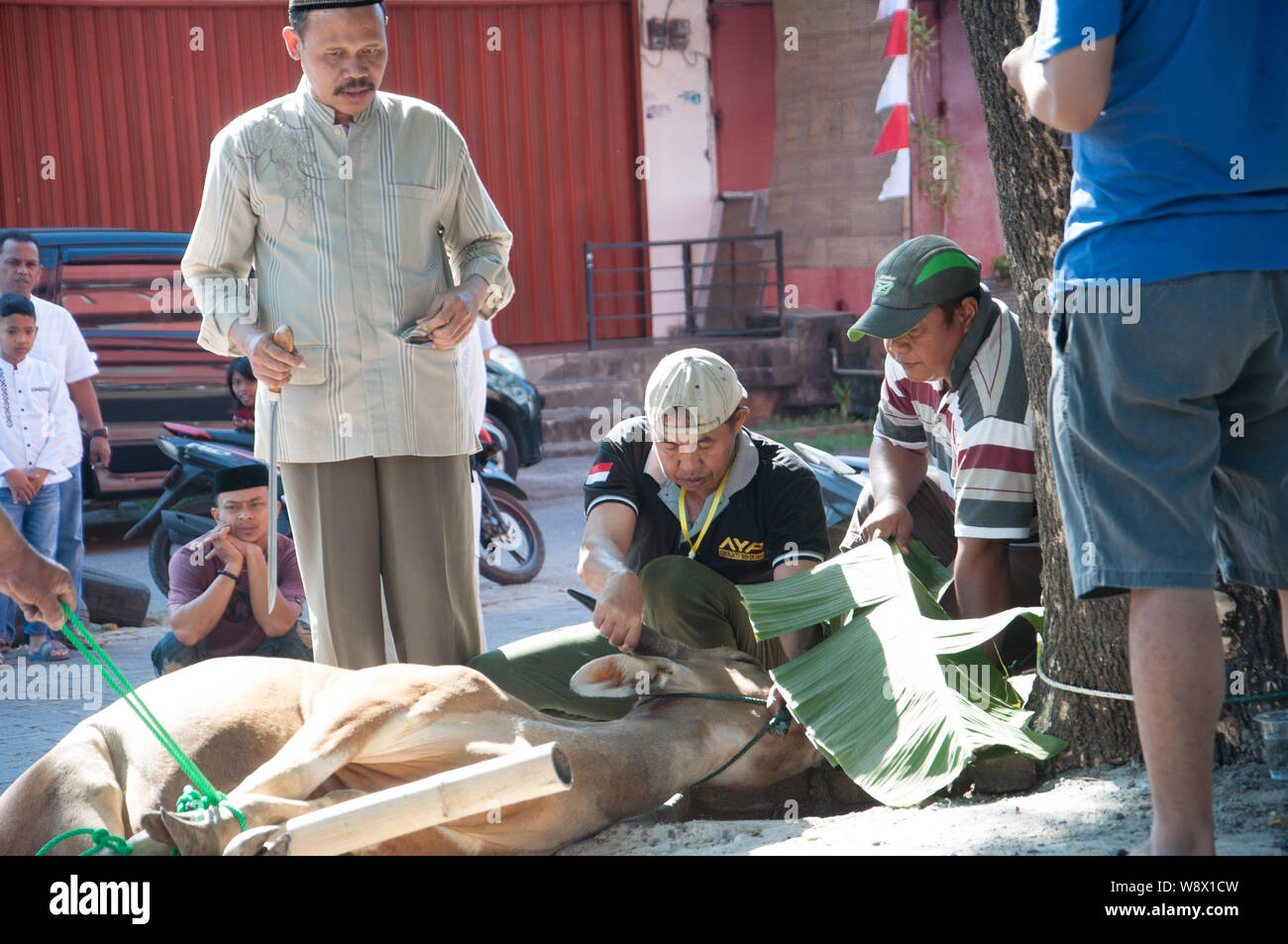 Makassar, Indonesia - Agosto 11th, 2019. Persone gestiscono una mucca prima di essere sacrificati durante l'Eid al-Adha celebrazione. Musulmani indonesiani e i musulmani di tutto il mondo celebrano l'Eid al-Adha Domenica a Lunedi. Il giorno santo chiamato anche la "Festa del sacrificio", è il secondo di due festività Islamiche celebrato in tutto il mondo ogni anno dopo l'Eid al-Fitr. Foto Stock
