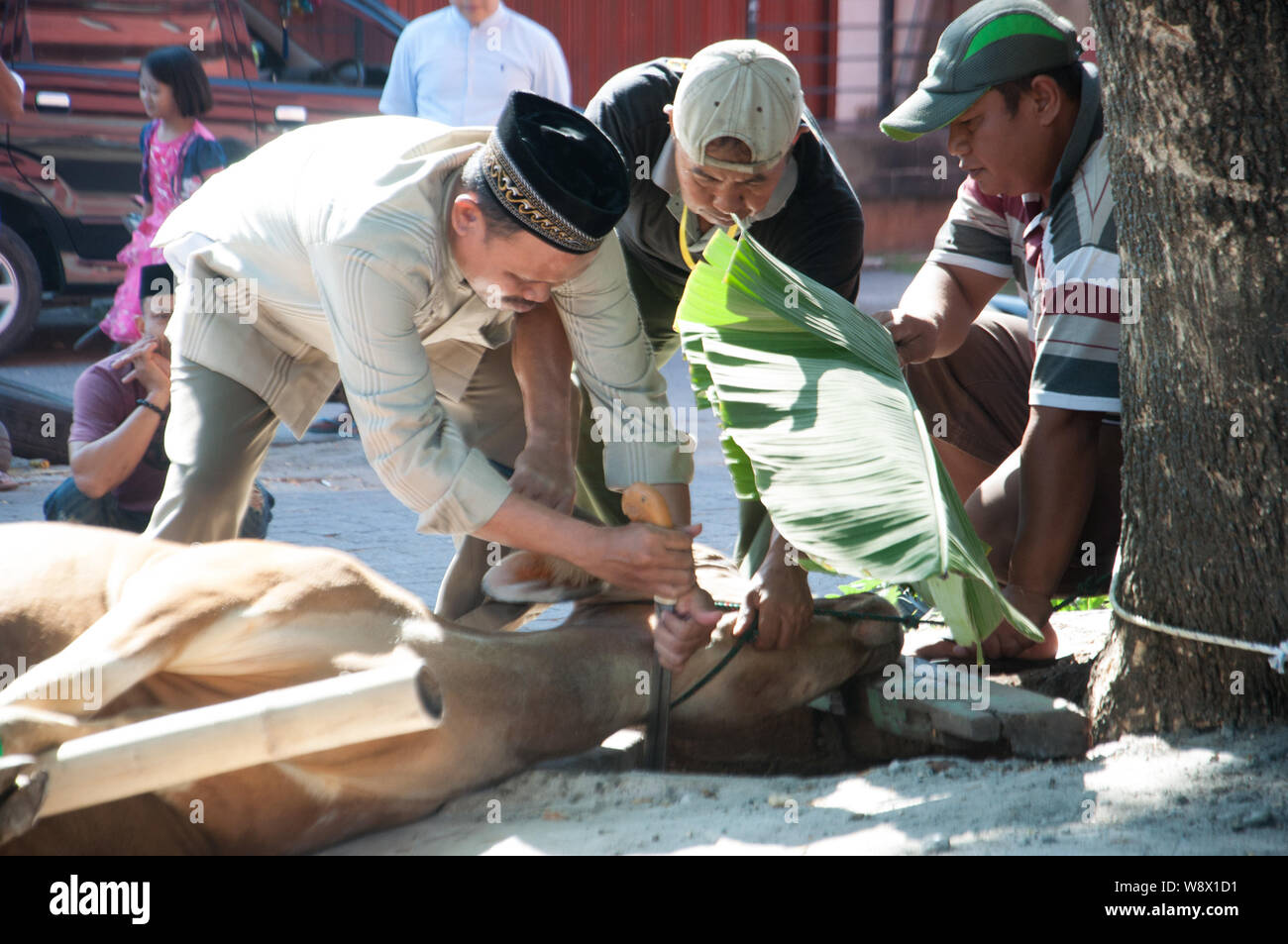Makassar, Indonesia - Agosto 11th, 2019. Persone gestiscono una mucca prima di essere sacrificati durante l'Eid al-Adha celebrazione. Musulmani indonesiani e i musulmani di tutto il mondo celebrano l'Eid al-Adha Domenica a Lunedi. Il giorno santo chiamato anche la "Festa del sacrificio", è il secondo di due festività Islamiche celebrato in tutto il mondo ogni anno dopo l'Eid al-Fitr. Foto Stock