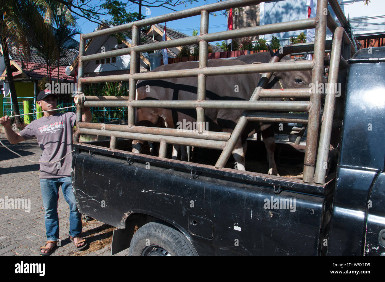 Makassar, Indonesia - Agosto 11th, 2019. Un uomo lavora per scaricare le vacche da il suo camion durante l'Eid al-Adha festival. Musulmani indonesiani e i musulmani di tutto il mondo celebrano l'Eid al-Adha Domenica a Lunedi. Il giorno santo chiamato anche la "Festa del sacrificio", è il secondo di due festività Islamiche celebrato in tutto il mondo ogni anno dopo l'Eid al-Fitr. Foto Stock
