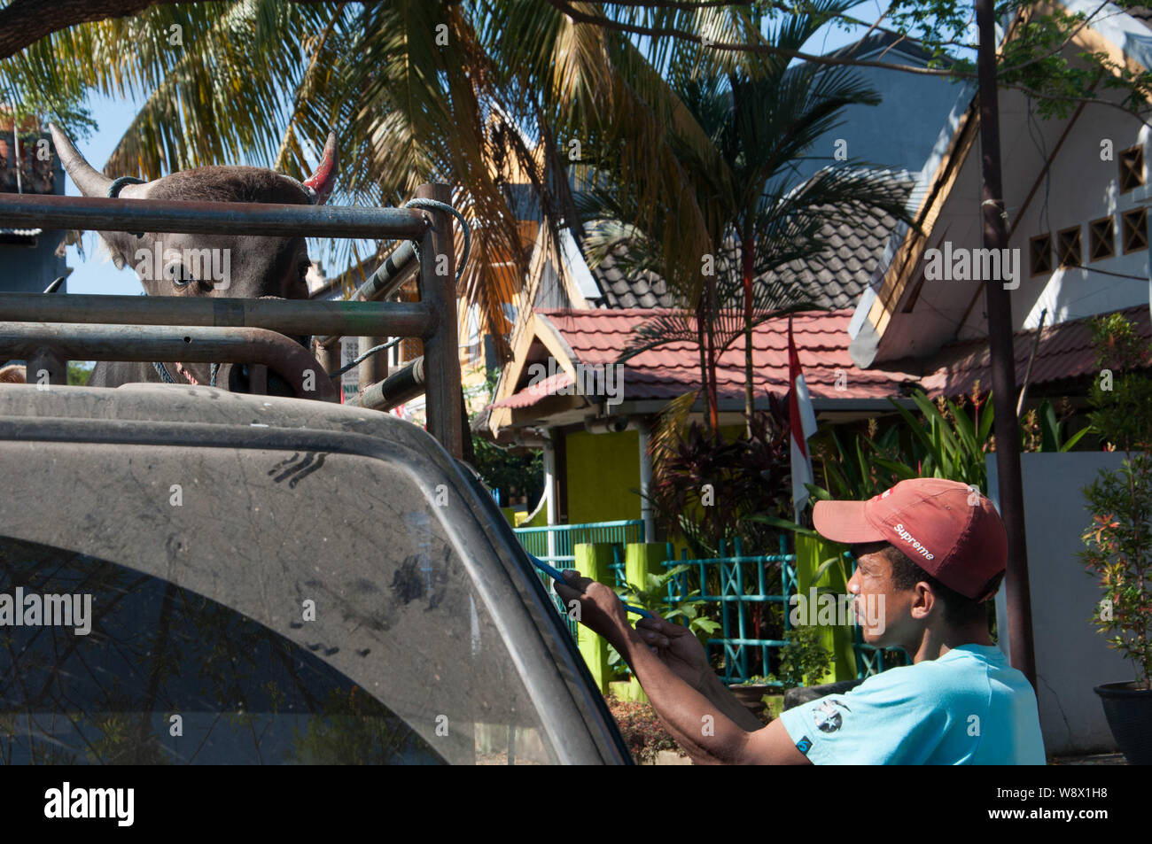 Makassar, Indonesia - Agosto 11th, 2019. Un uomo lavora per scaricare le vacche da il suo camion durante l'Eid al-Adha festival. Musulmani indonesiani e i musulmani di tutto il mondo celebrano l'Eid al-Adha Domenica a Lunedi. Il giorno santo chiamato anche la "Festa del sacrificio", è il secondo di due festività Islamiche celebrato in tutto il mondo ogni anno dopo l'Eid al-Fitr. Foto Stock