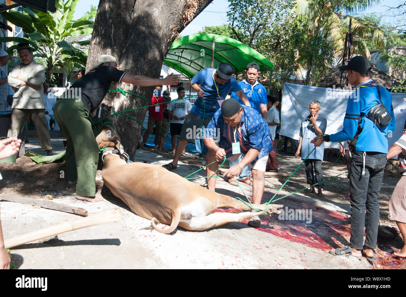 Makassar, Indonesia - Agosto 11th, 2019. Persone gestiscono una mucca prima di essere sacrificati durante l'Eid al-Adha celebrazione. Musulmani indonesiani e i musulmani di tutto il mondo celebrano l'Eid al-Adha Domenica a Lunedi. Il giorno santo chiamato anche la "Festa del sacrificio", è il secondo di due festività Islamiche celebrato in tutto il mondo ogni anno dopo l'Eid al-Fitr. Foto Stock