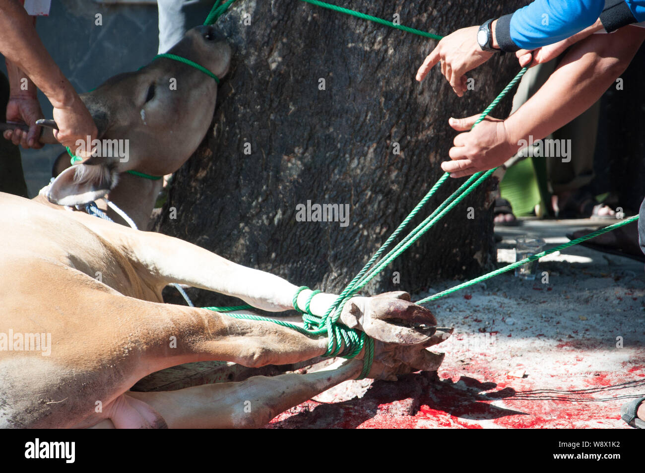 Makassar, Indonesia - Agosto 11th, 2019. Persone gestiscono una mucca prima di essere sacrificati durante l'Eid al-Adha celebrazione. Musulmani indonesiani e i musulmani di tutto il mondo celebrano l'Eid al-Adha Domenica a Lunedi. Il giorno santo chiamato anche la "Festa del sacrificio", è il secondo di due festività Islamiche celebrato in tutto il mondo ogni anno dopo l'Eid al-Fitr. Foto Stock
