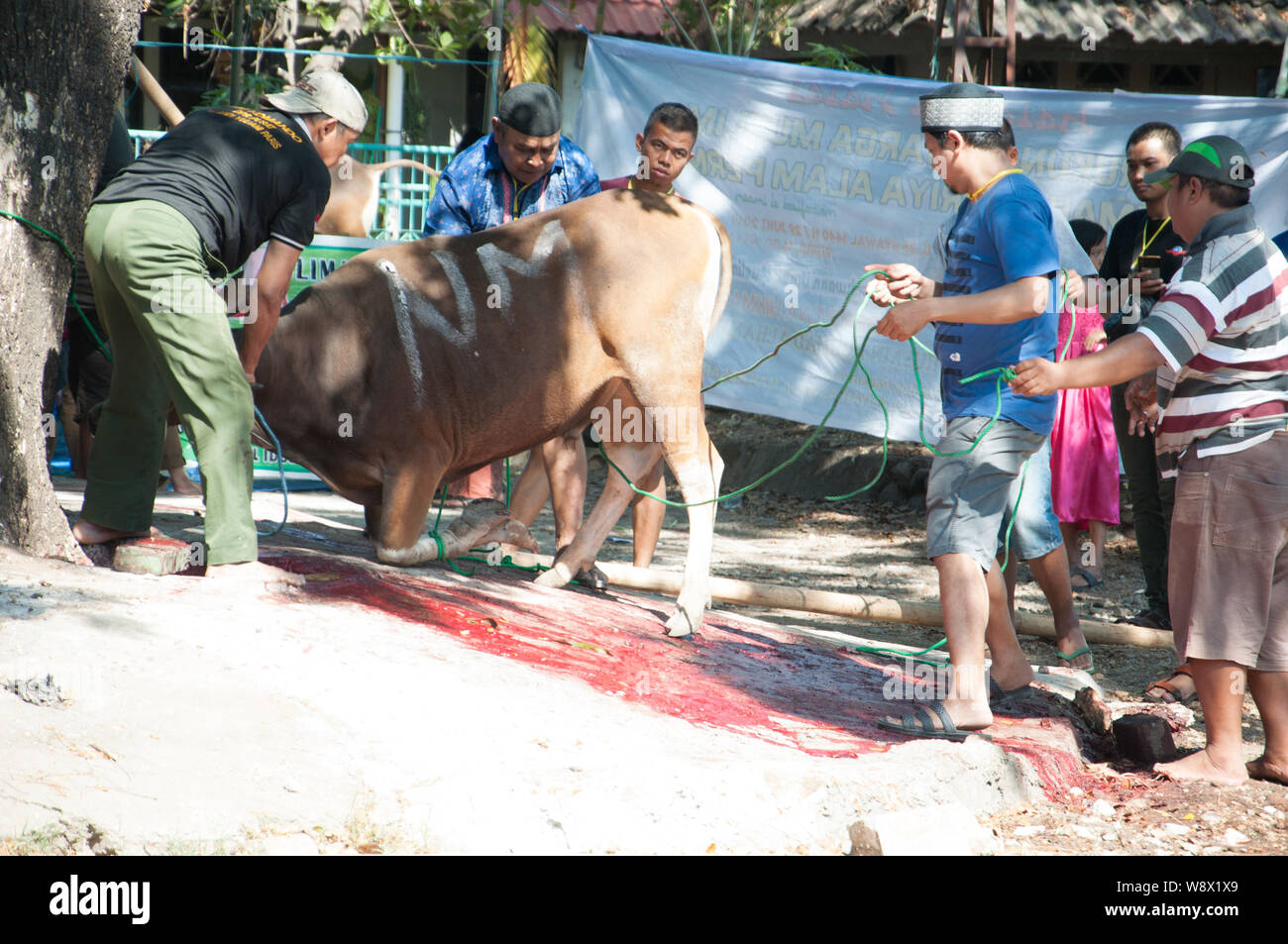 Makassar, Indonesia - Agosto 11th, 2019. Persone gestiscono una mucca prima di essere sacrificati durante l'Eid al-Adha celebrazione. Musulmani indonesiani e i musulmani di tutto il mondo celebrano l'Eid al-Adha Domenica a Lunedi. Il giorno santo chiamato anche la "Festa del sacrificio", è il secondo di due festività Islamiche celebrato in tutto il mondo ogni anno dopo l'Eid al-Fitr. Foto Stock