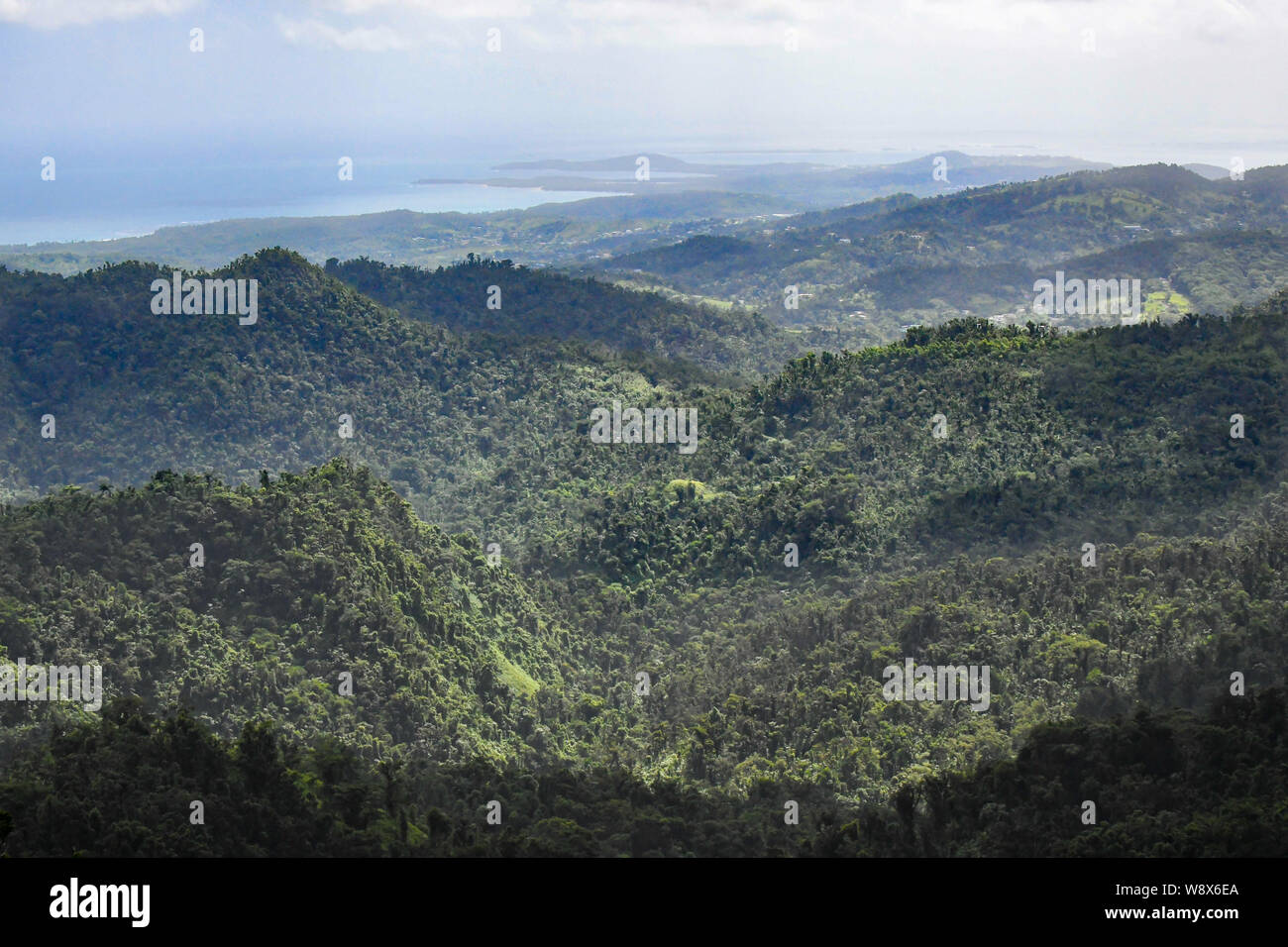 El Yunque National Forest Puerto Rico - uragano Maria recovery ha iniziato nella giungla tropicale rain forest - flora della giungla / flora della foresta pluviale Foto Stock
