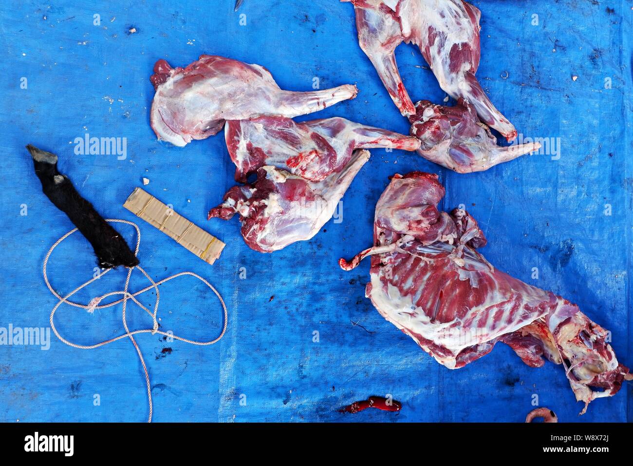 Zampe e costolette di agnello scuoiate sul pad blu. Foto Stock