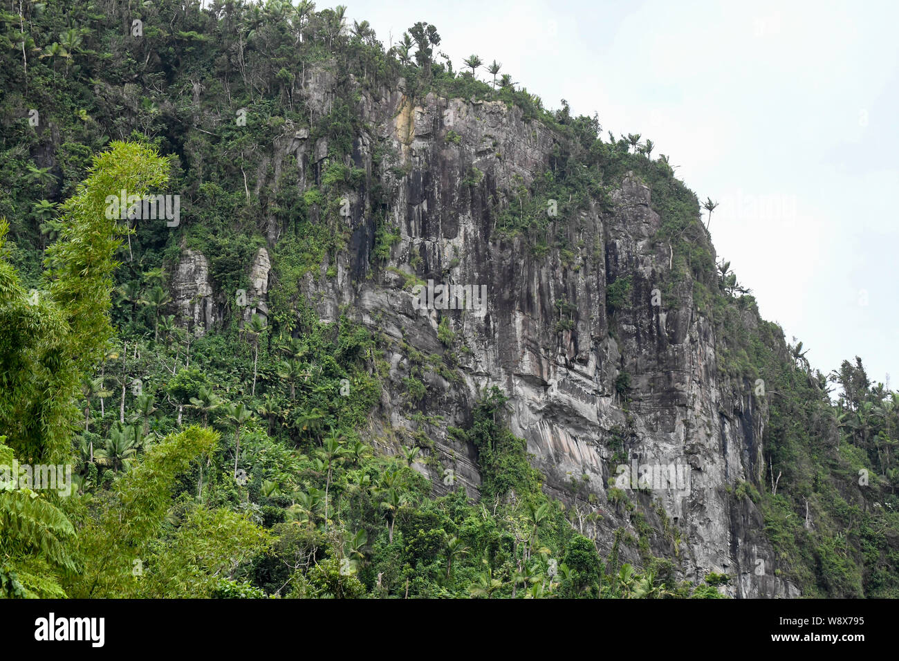 El Yunque National Forest Puerto Rico - uragano Maria recovery ha iniziato nella giungla tropicale rain forest - flora della giungla / flora della foresta pluviale Foto Stock