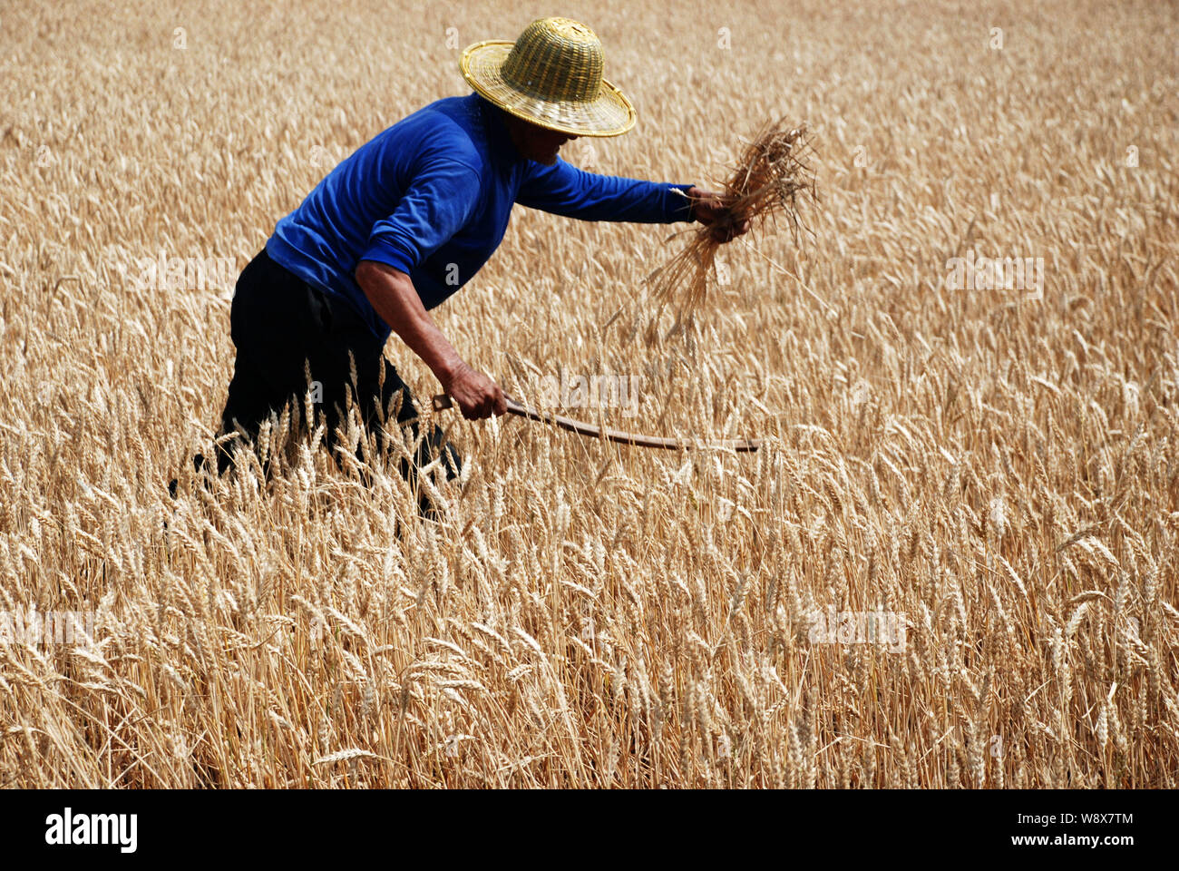 Un agricoltore cinese di raccolti di frumento in un campo nella città di Zaozhuang, est Chinas provincia di Shandong, 20 maggio 2014. La Cina, i mondi top producer di grano, r Foto Stock