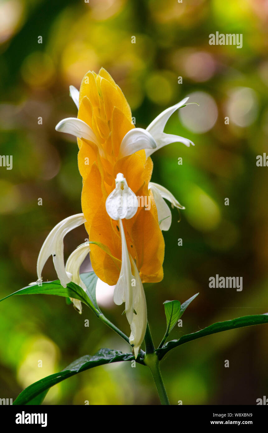 Giallo e Bianco fiore Foto Stock