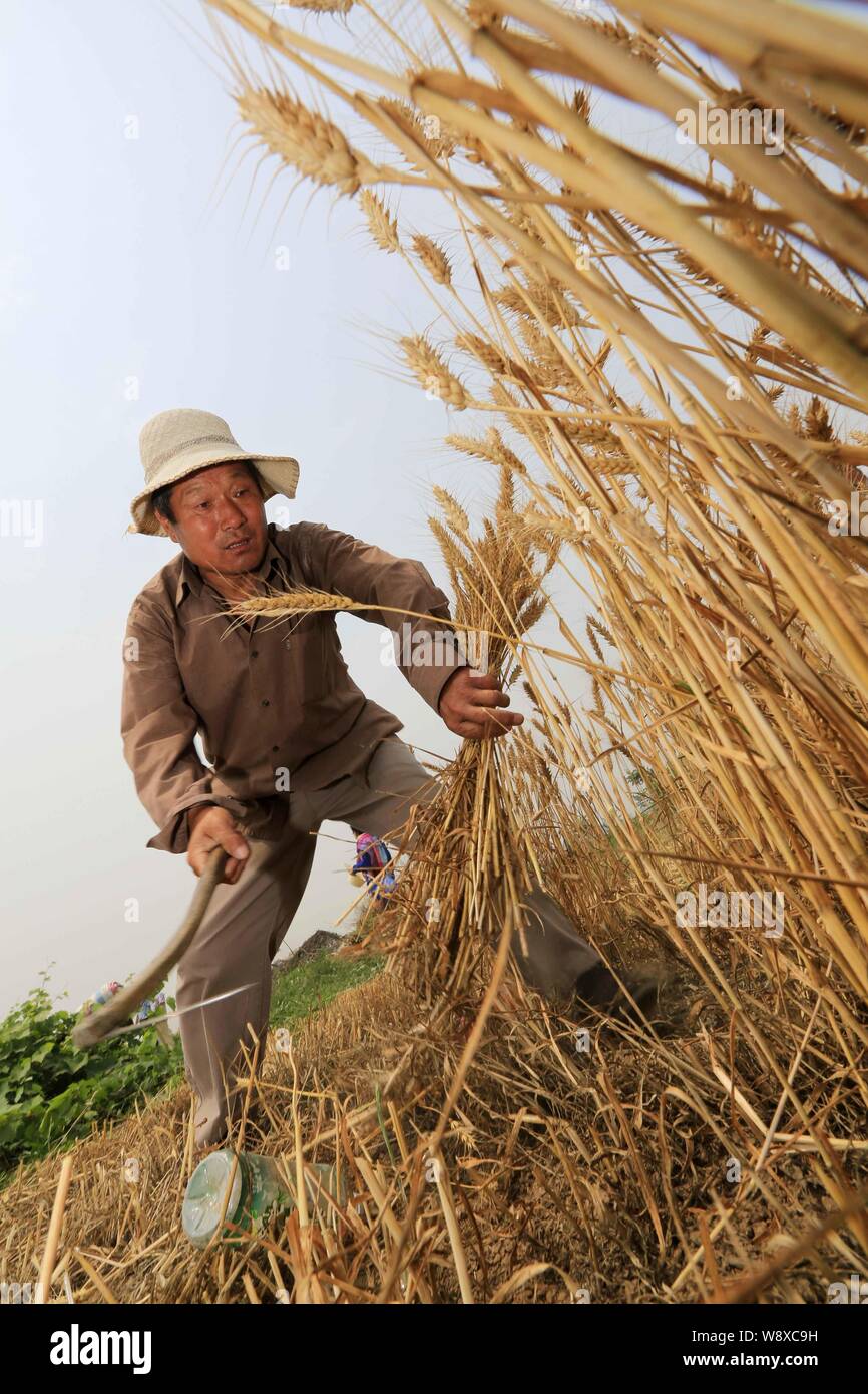 Un agricoltore cinese di raccolti di frumento in un campo nel villaggio di Xingyuan, Huaibei city east Chinas provincia di Anhui, 29 maggio 2014. La Cina, i mondi cima produrre Foto Stock