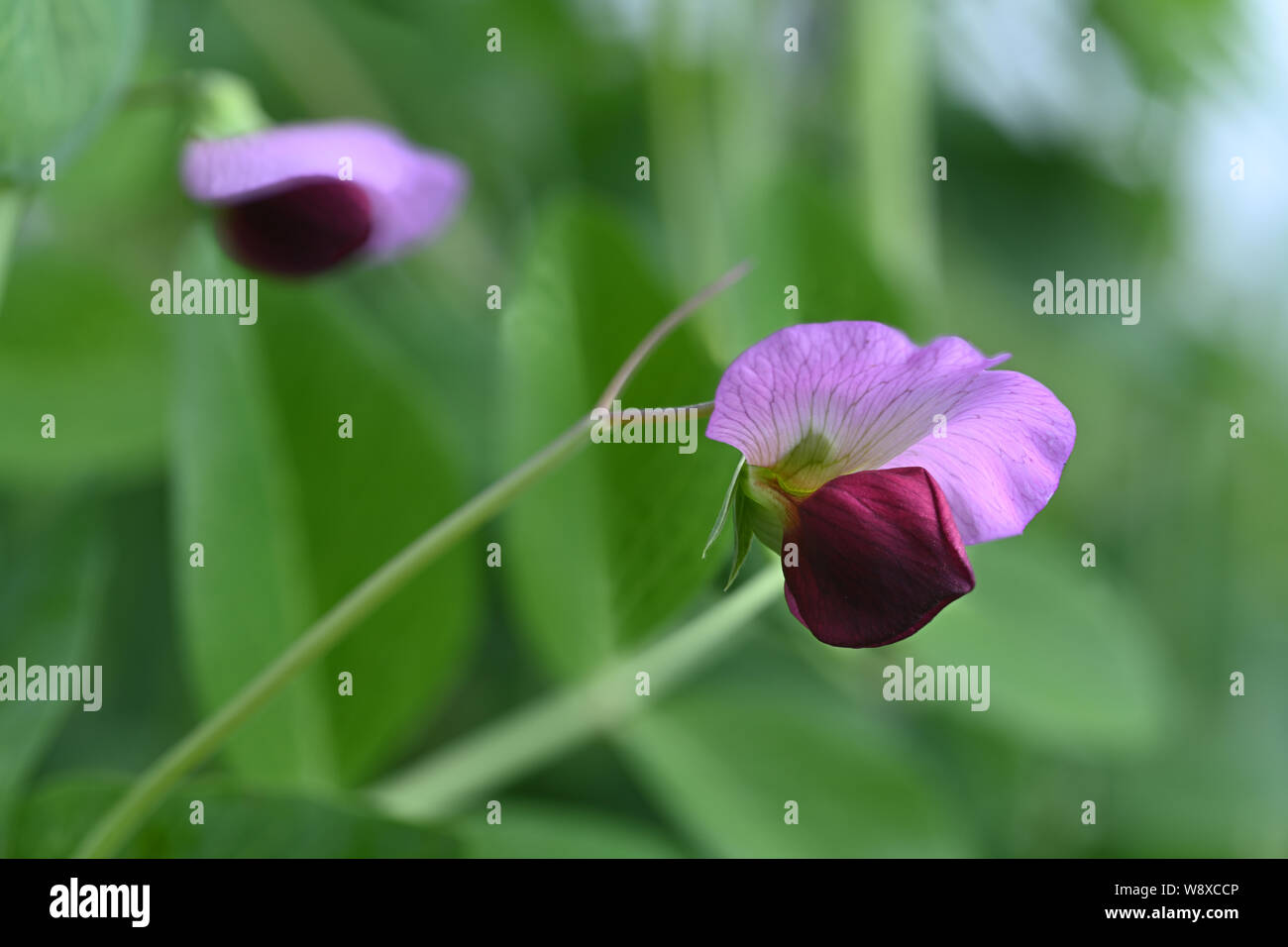 Dun Pea cresciuto come un raccolto di coperta, aggiunta di azoto e la questione organica al suolo prima del taglio. Foto Stock