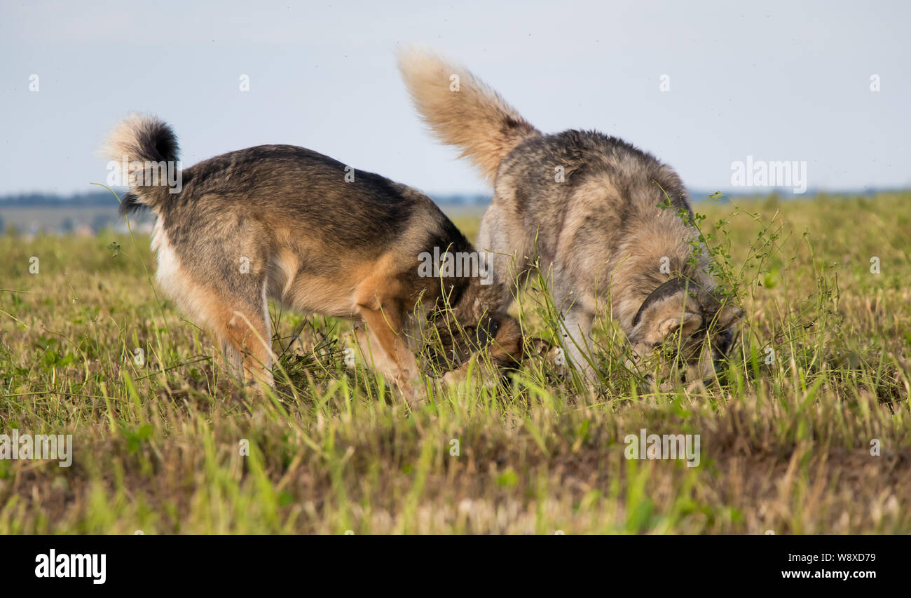 Due cani scavare in un campo cercando per topi Foto Stock