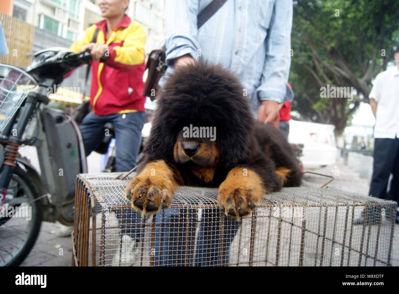 --FILE--un Mastino tibetano è in vendita su una strada nella città di Shenzhen, sud Chinas nella provincia di Guangdong, 21 aprile 2013. Un Mastino tibetano cucciolo è stata s Foto Stock