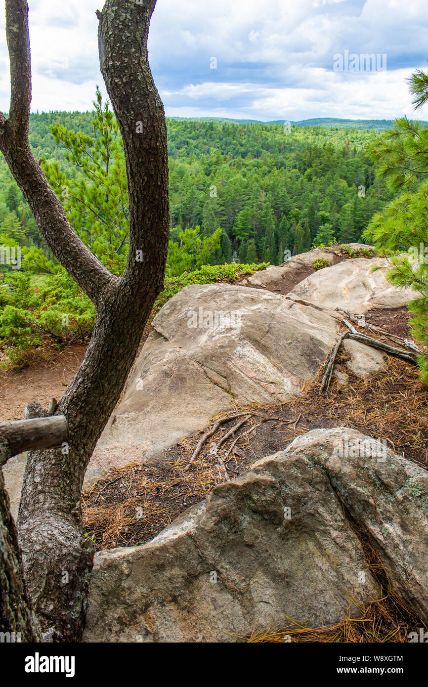 Una struttura ricurva si dirama su terreno roccioso guardando sopra una rupe verso una vista del bosco misto, comprese molte conifere sempreverdi ed un cielo blu. Foto Stock