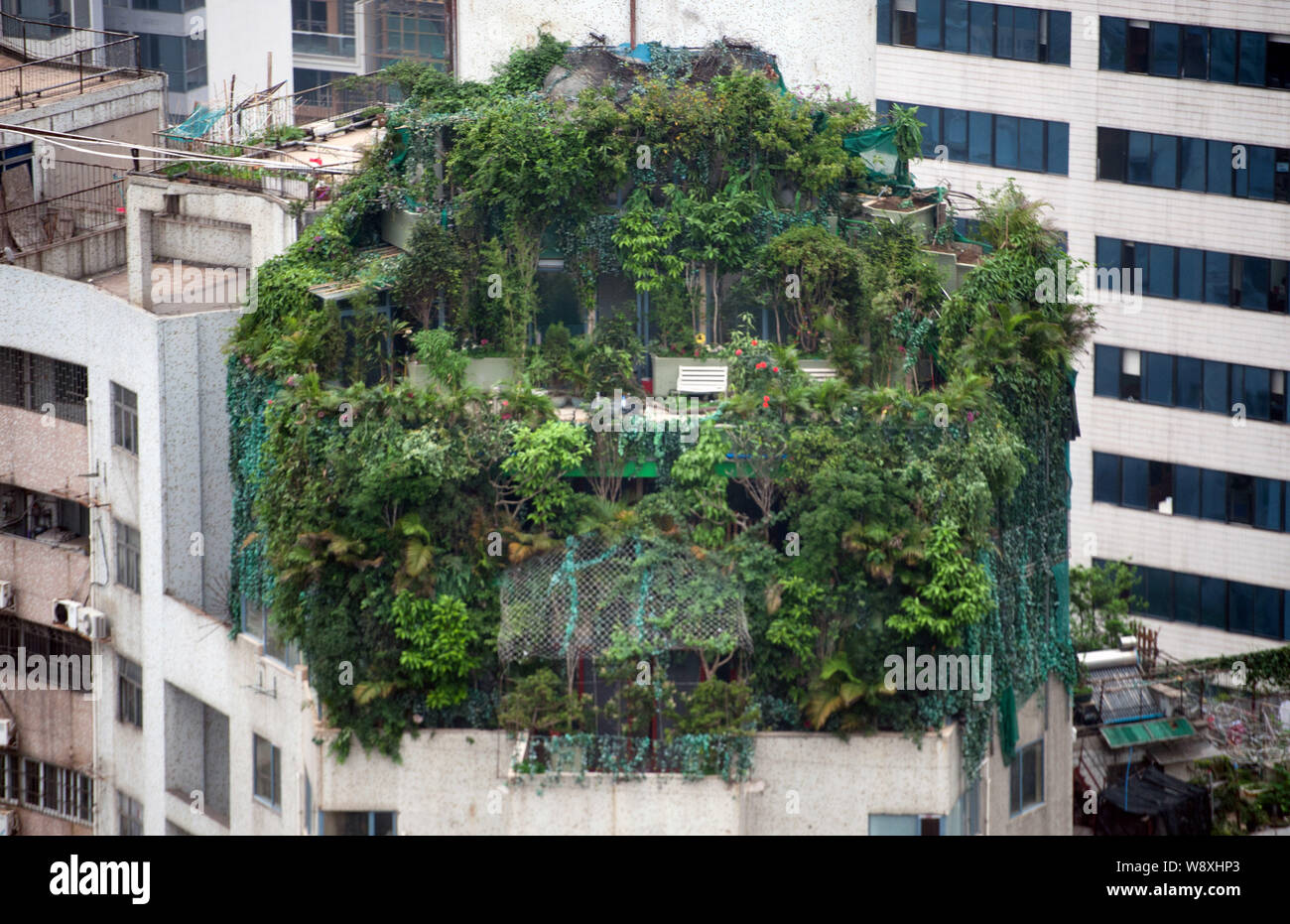 Il illegalmente-costruita la villa è visto coperta da alberi e cespugli sul tetto di un alto edificio residenziale di appartamenti nella città di Guangzhou, sud Foto Stock