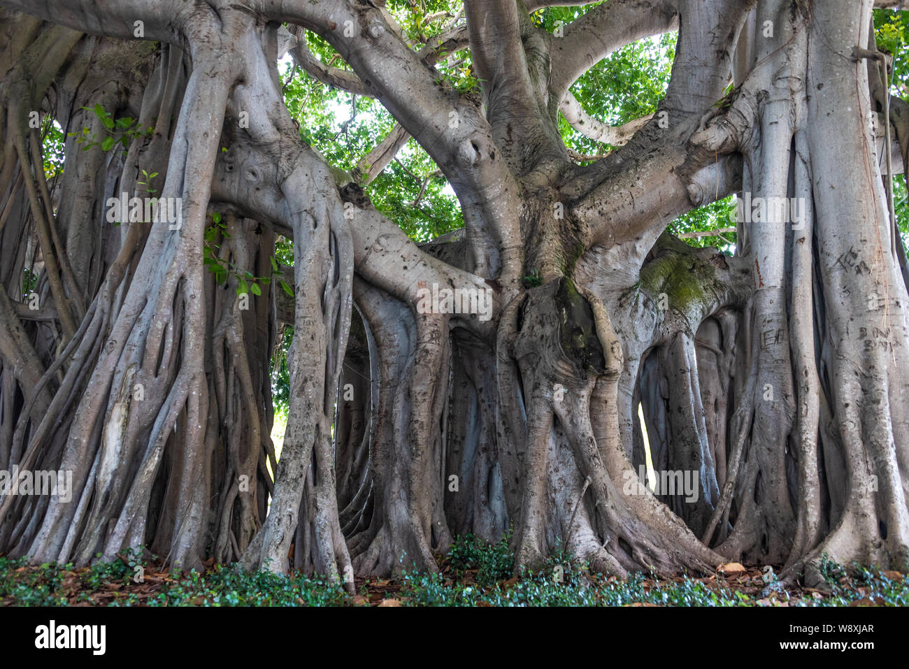 Giant banyan tree all'ingresso del Norton Museum of Art di West Palm Beach, Florida. (USA) Foto Stock
