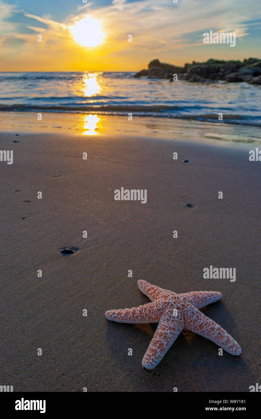 Starfish su una spiaggia idilliaca al tramonto. Concetto di natura, viaggi, spiaggia, vacanze relax e fauna marittima. Foto Stock