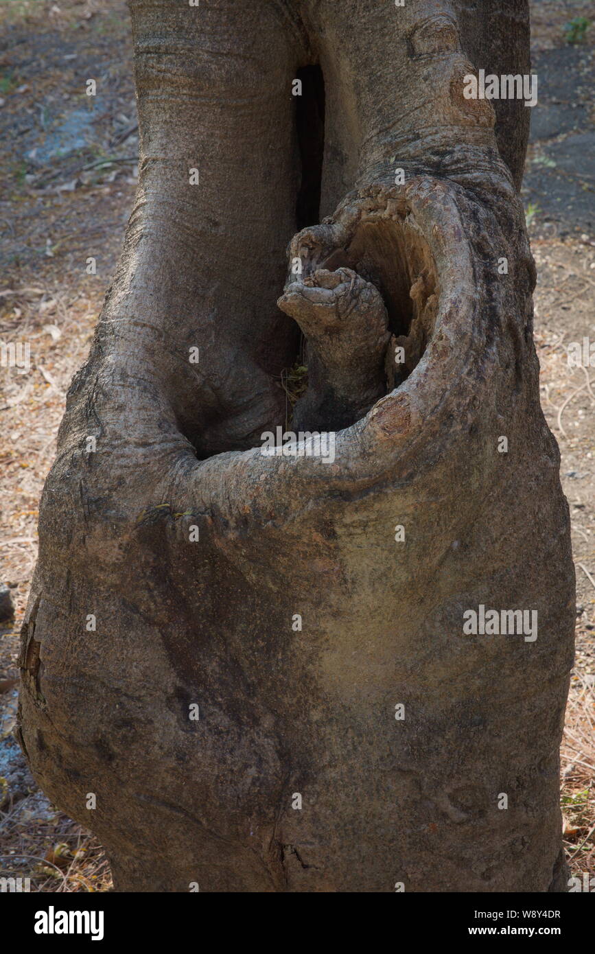 Una piena vista verticale di un unica curvatura spaventando di tropicale a tronco di albero è perso il ramo, in un vicino a metà a forma di cuore, avvolto in Bangkok, Tailandia. Foto Stock