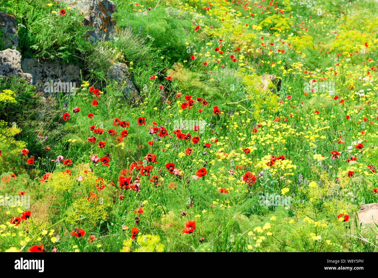 Bellissimo campo estivo con la fioritura di papaveri closeup Foto Stock