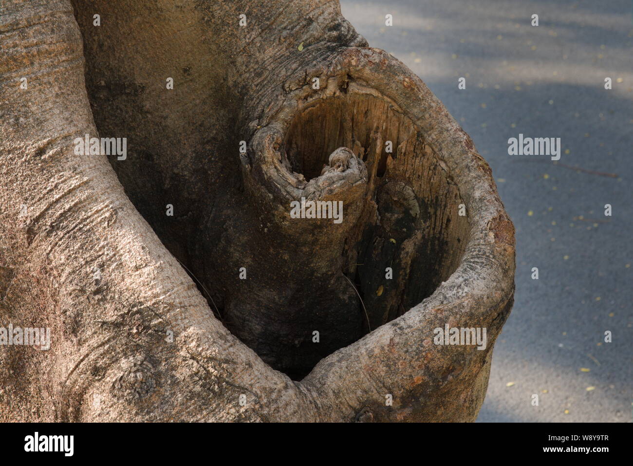 Un ampia vista ingrandita della curvatura univoco a spaventare di tropicale a tronco di albero è perso il ramo, in un vicino a metà a forma di cuore, avvolto in Bangkok, Tailandia. Foto Stock