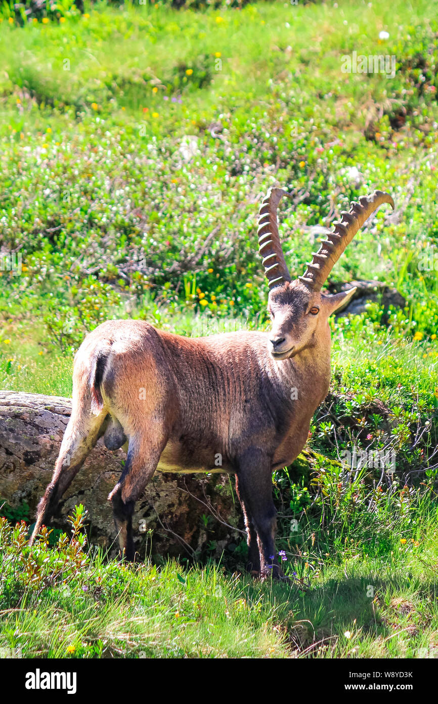 Il maschio della Alpine Ibex in piedi sul pascolo verde vicino a Chamonix nelle Alpi francesi catturati sulla fotografia in verticale. Capra selvatica, le corna. Stambecco bouquetin, o semplicemente di stambecco. La fauna selvatica animali. Gli animali di montagna. Foto Stock