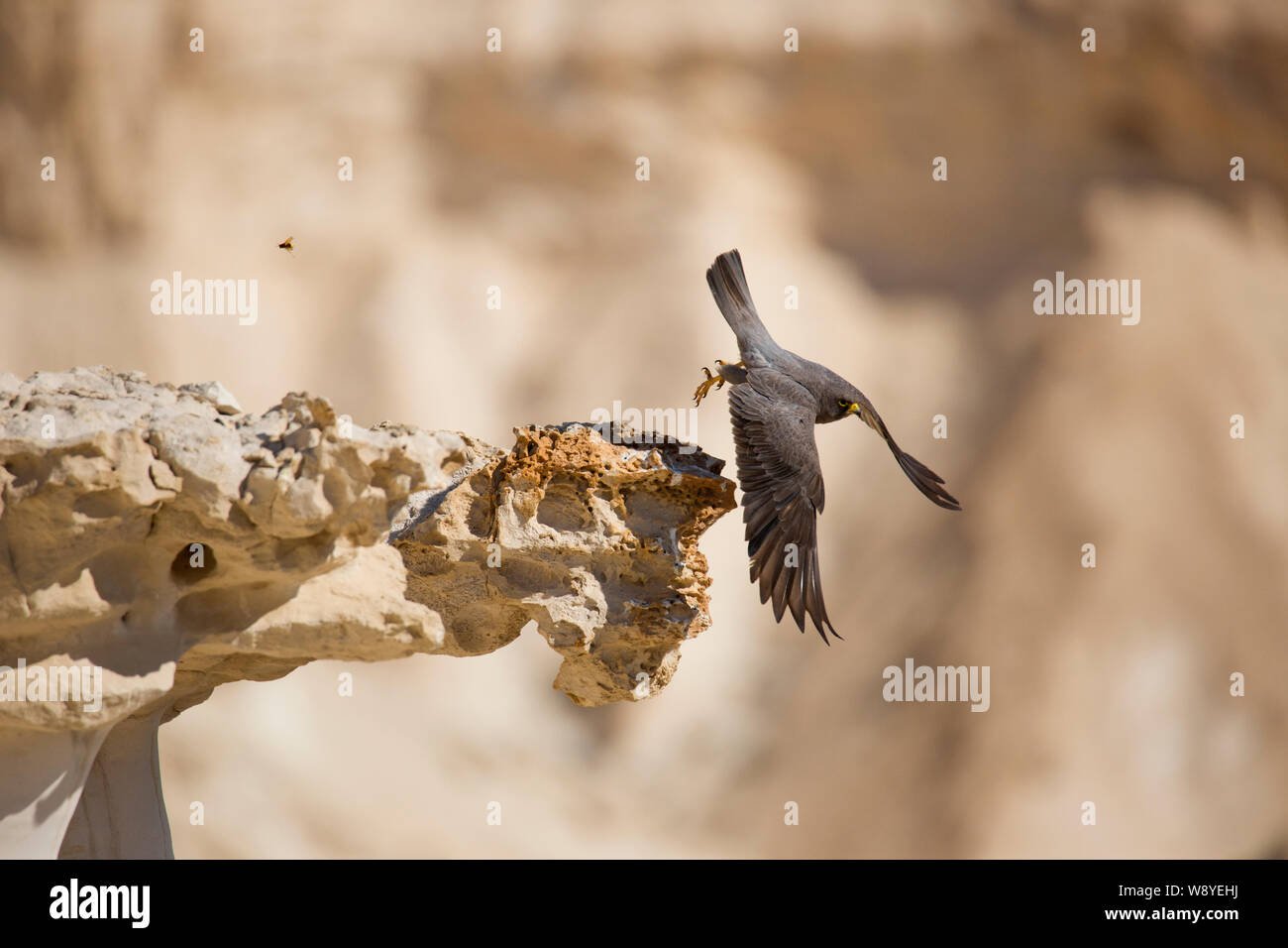 Sooty Falcon (Falco concolor) è un allevamento di falchi di medie dimensioni che si trova in inverno in Madagascar, dall'Africa nord-orientale al Golfo Persico meridionale; Foto Stock