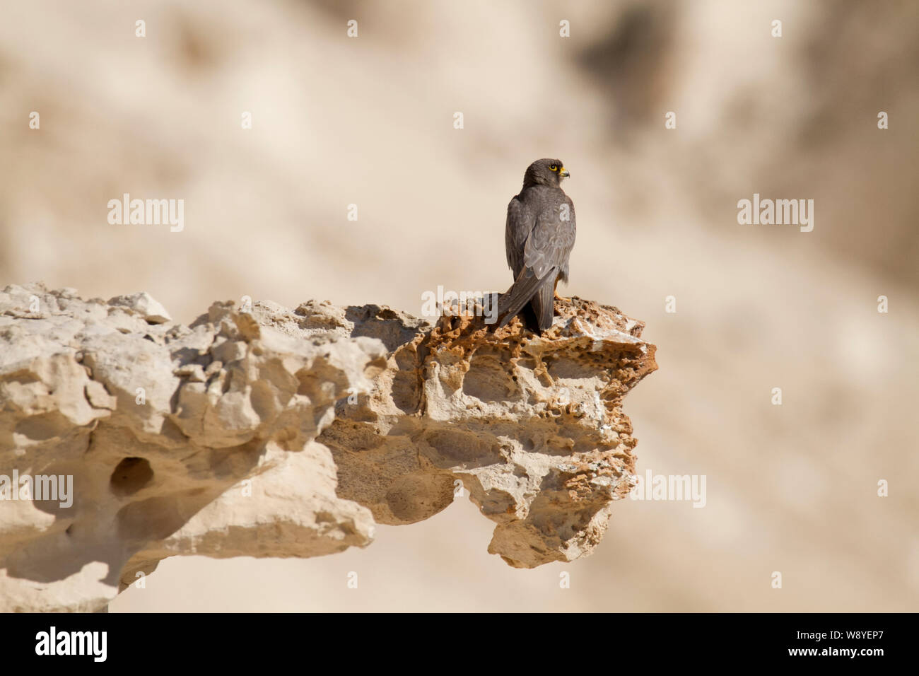 Sooty Falcon (Falco concolor) è un allevamento di falchi di medie dimensioni che si trova in inverno in Madagascar, dall'Africa nord-orientale al Golfo Persico meridionale; Foto Stock