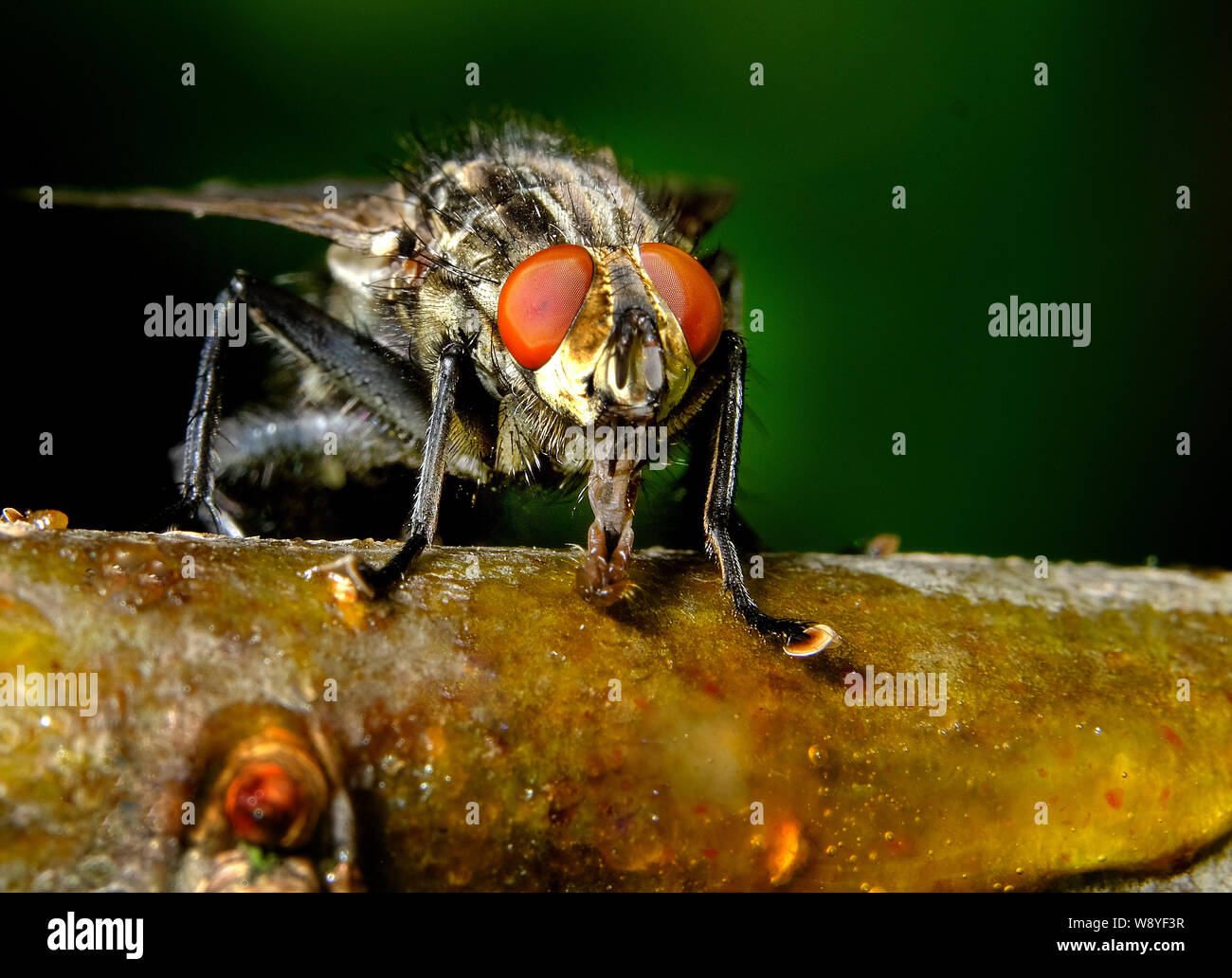 Mosca di casa in cerca di alimentare in casa Urban garden. Membro della famiglia di mosca carnaria. Foto Stock