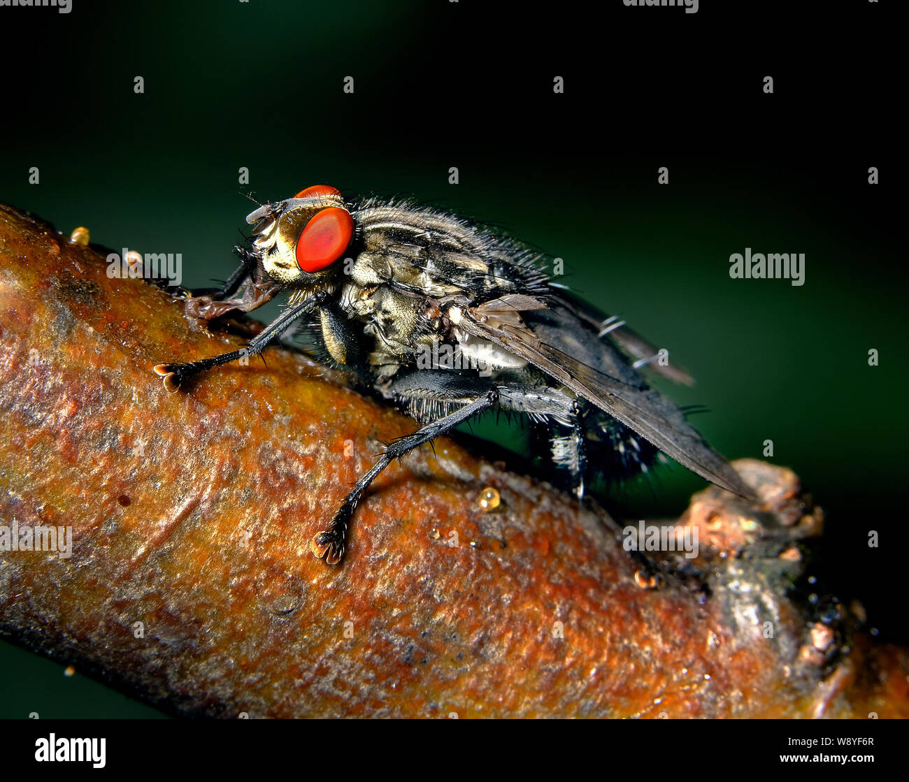 Mosca di casa in cerca di alimentare in casa Urban garden. Membro della famiglia di mosca carnaria. Foto Stock