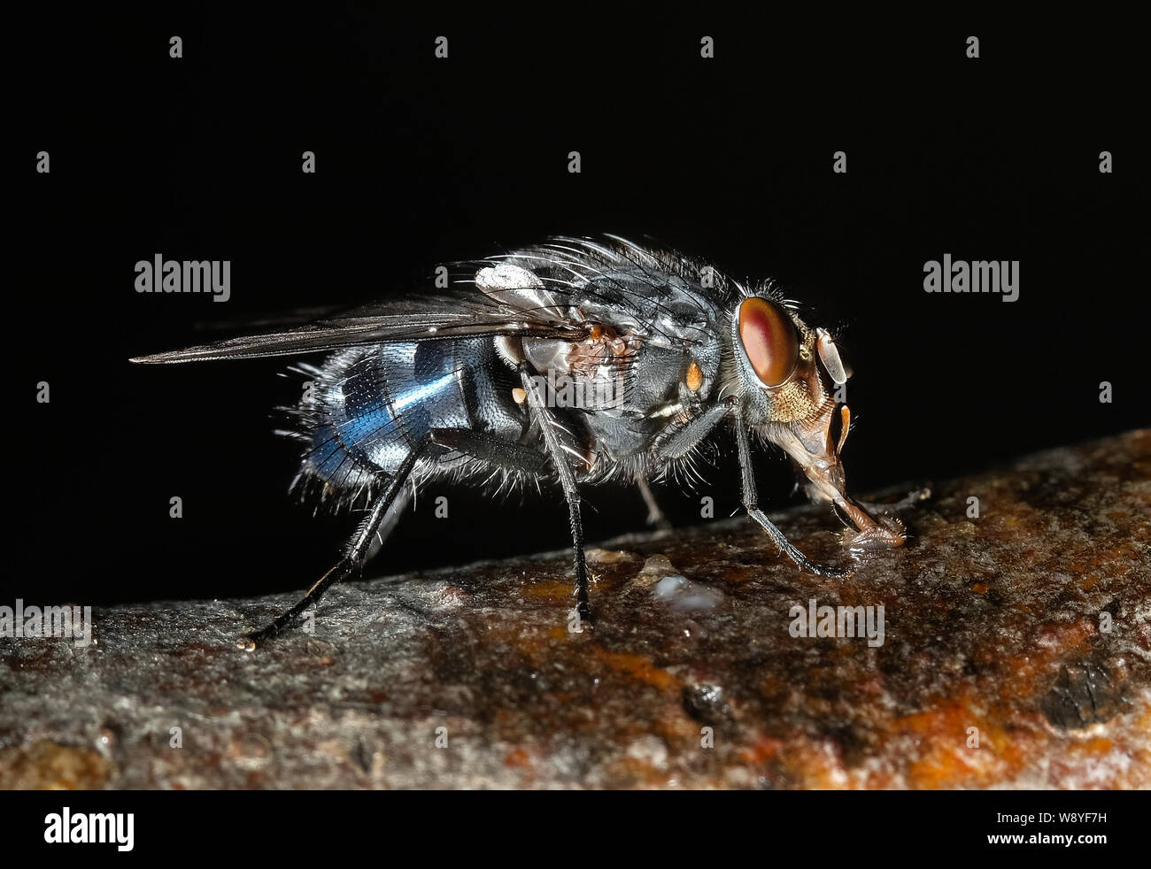 Mosca di casa in cerca di alimentare in casa Urban garden. Membro della famiglia di mosca carnaria. Foto Stock
