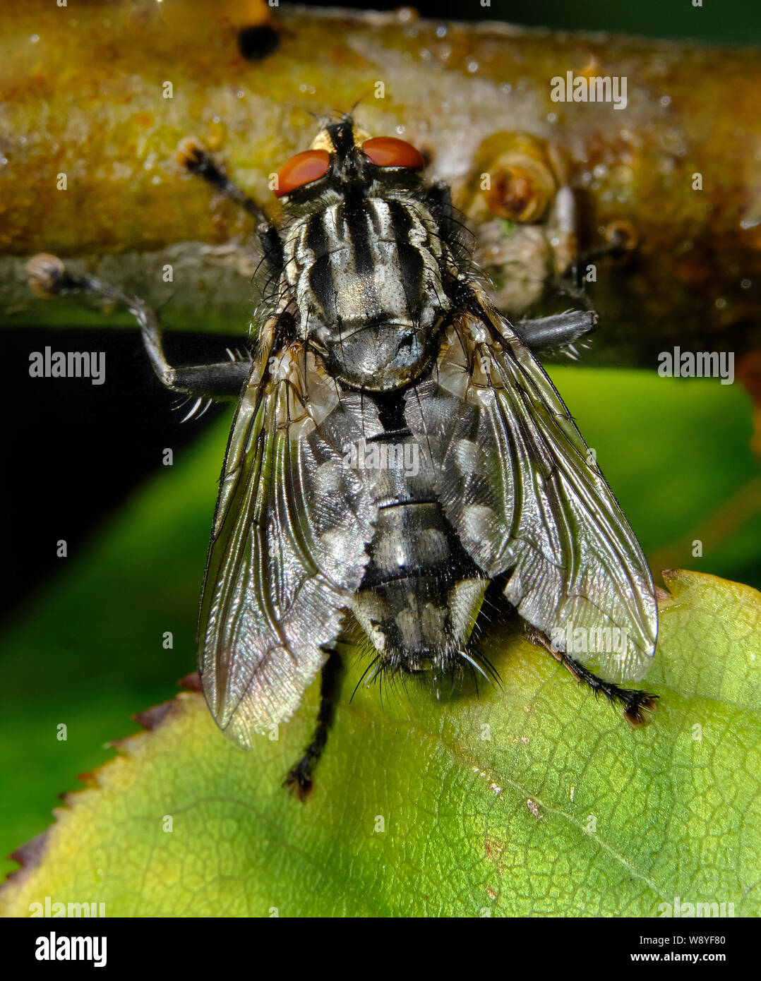 Mosca di casa in cerca di alimentare in casa Urban garden. Membro della famiglia di mosca carnaria. Foto Stock