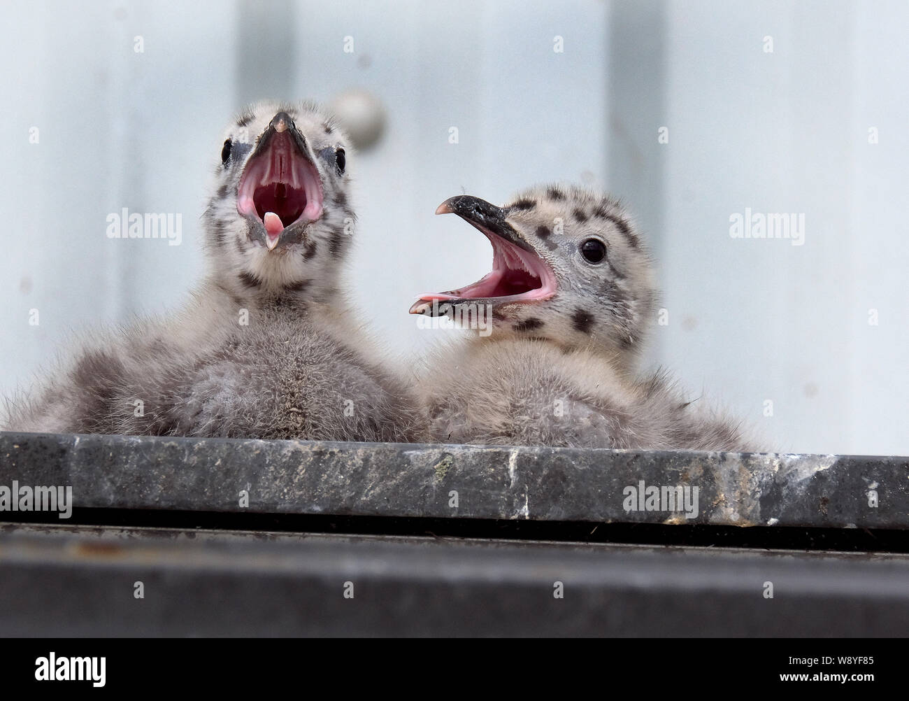 Aringa gabbiano nidificazione di famiglia sul pubblico sul tetto della casa piuttosto che località costiere. Foto Stock