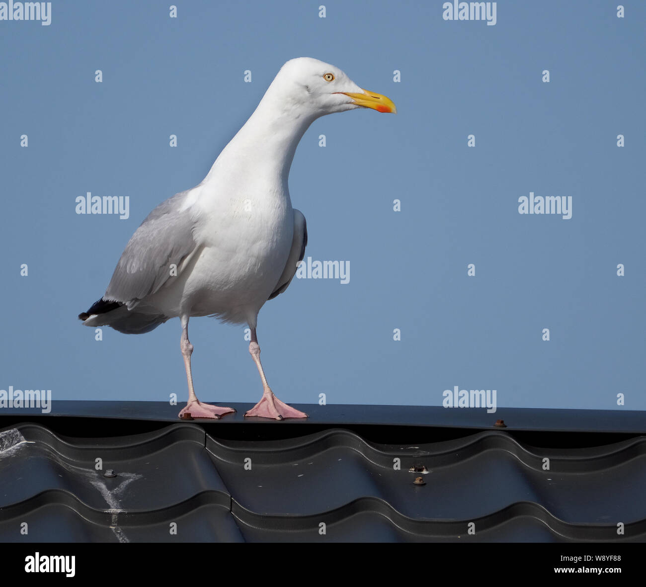 Aringa gabbiano nidificazione di famiglia sul pubblico sul tetto della casa piuttosto che località costiere. Foto Stock