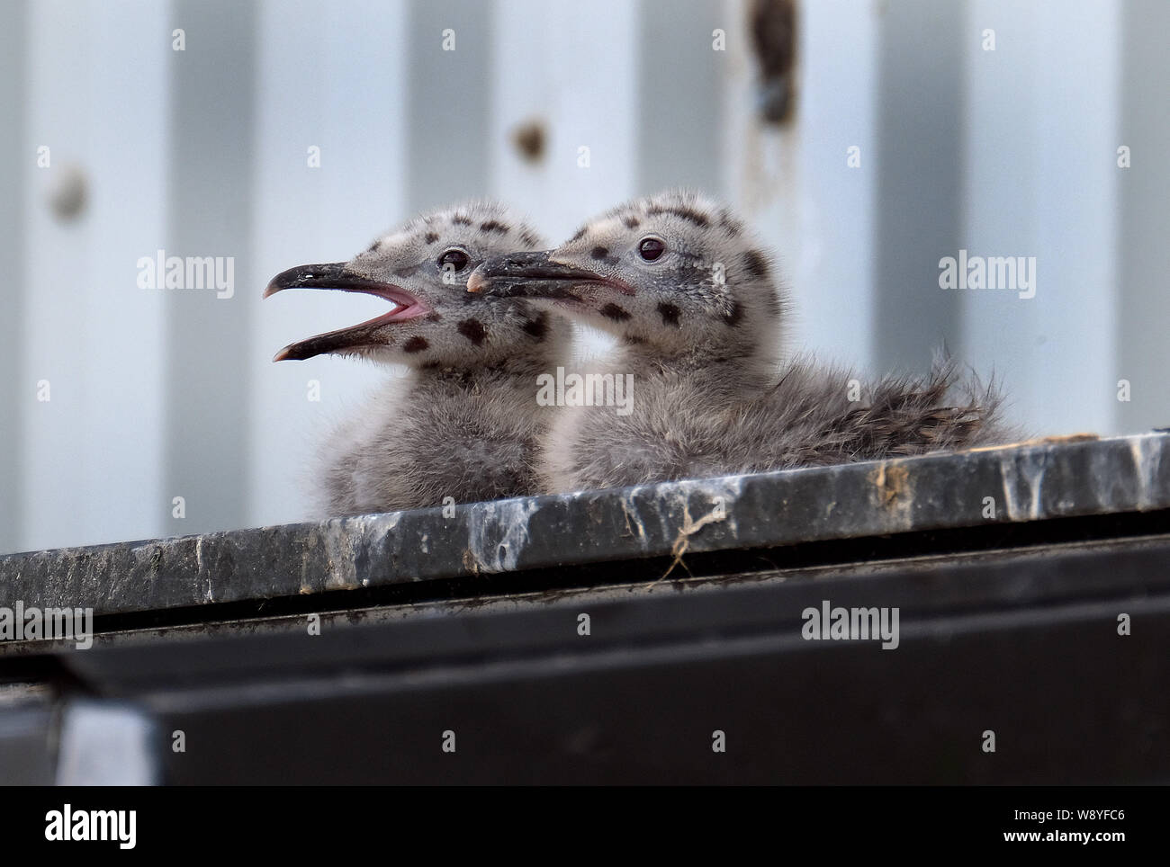 Aringa gabbiano nidificazione di famiglia sul pubblico sul tetto della casa piuttosto che località costiere. Foto Stock
