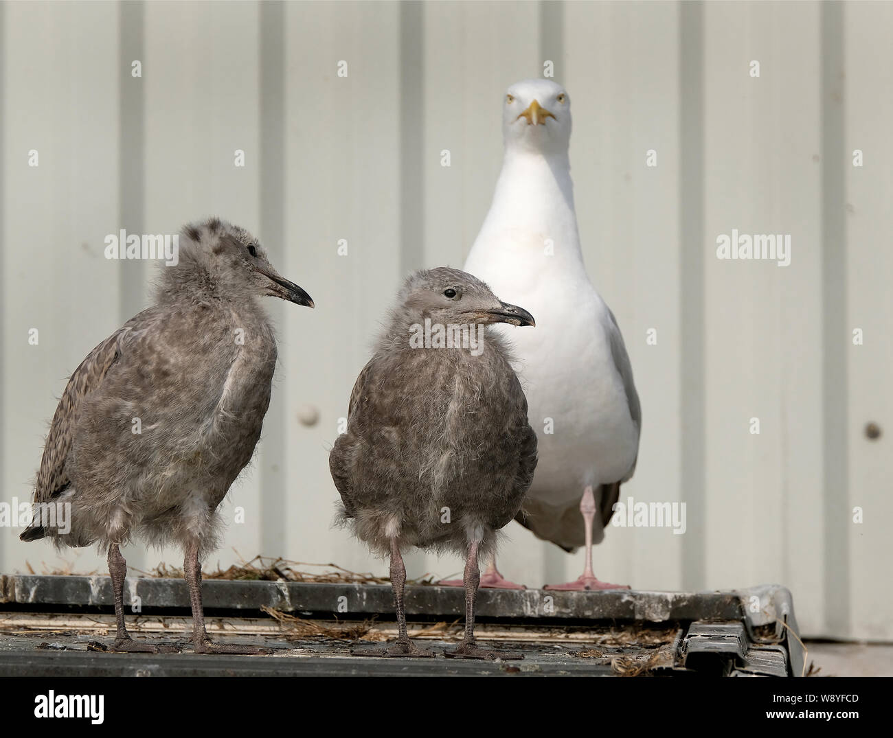 Aringa gabbiano nidificazione di famiglia sul pubblico sul tetto della casa piuttosto che località costiere. Foto Stock