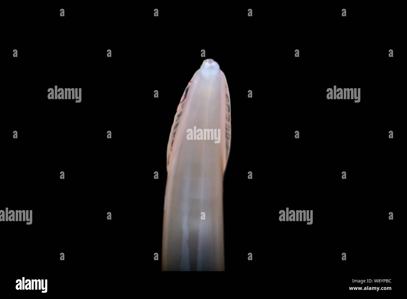 Foto macro del verme adulto Toxocara canis, cane nematode Foto Stock