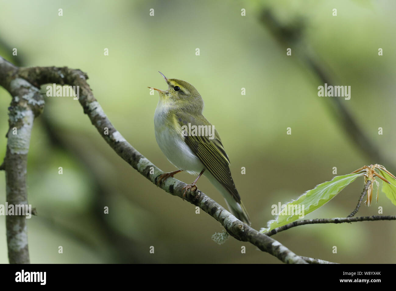 Legno trillo, Phylloscopus sibilatrix, canto territoriale Foto Stock