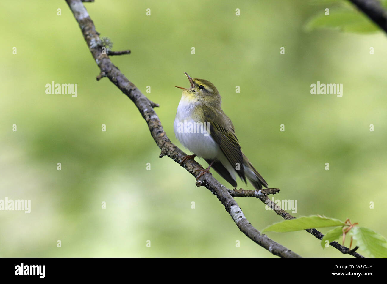 Legno trillo, Phylloscopus sibilatrix, canto territoriale Foto Stock