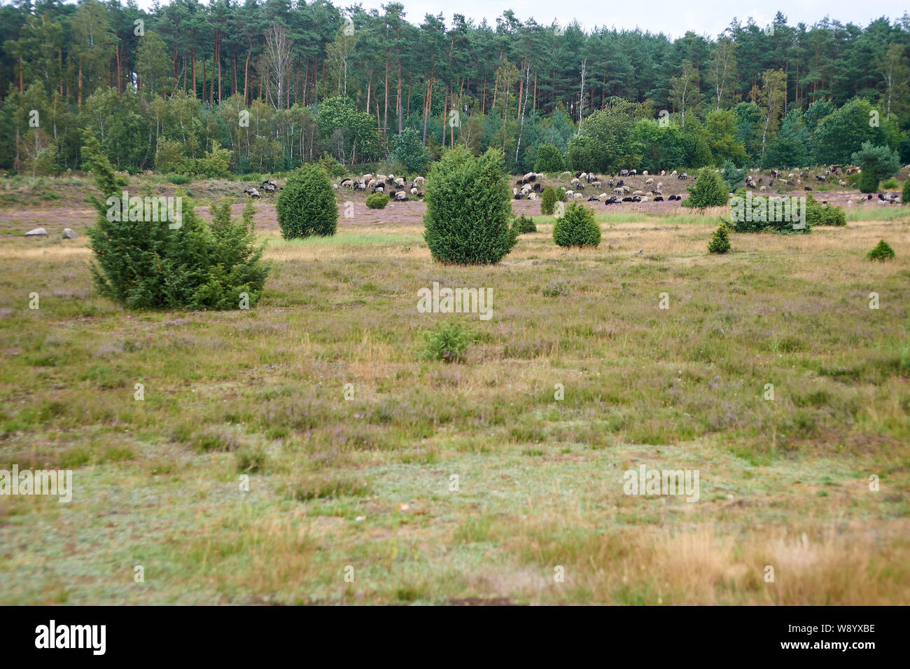 Pascolo grigio tedesco Heath nella brughiera di Lüneburg Foto Stock