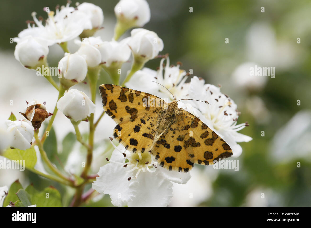 Giallo maculato tarma Pseudopanthera macularia Foto Stock