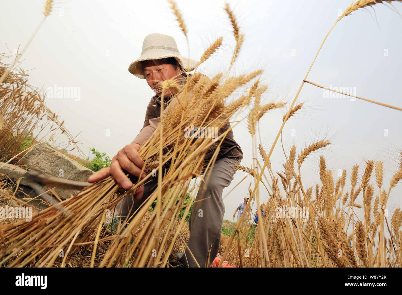 Un agricoltore cinese di raccolti di frumento in un campo nel villaggio di Xingyuan, Huaibei city east Chinas provincia di Anhui, 29 maggio 2014. La Cina, i mondi cima produrre Foto Stock