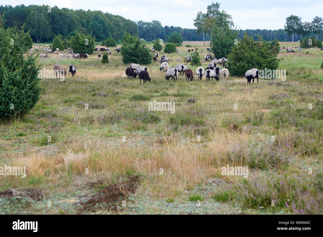 Pascolo grigio tedesco Heath nella brughiera di Lüneburg Foto Stock