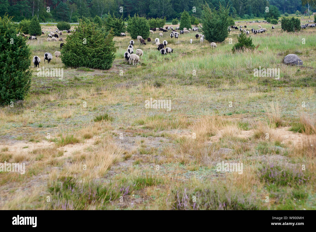 Pascolo grigio tedesco Heath nella brughiera di Lüneburg Foto Stock