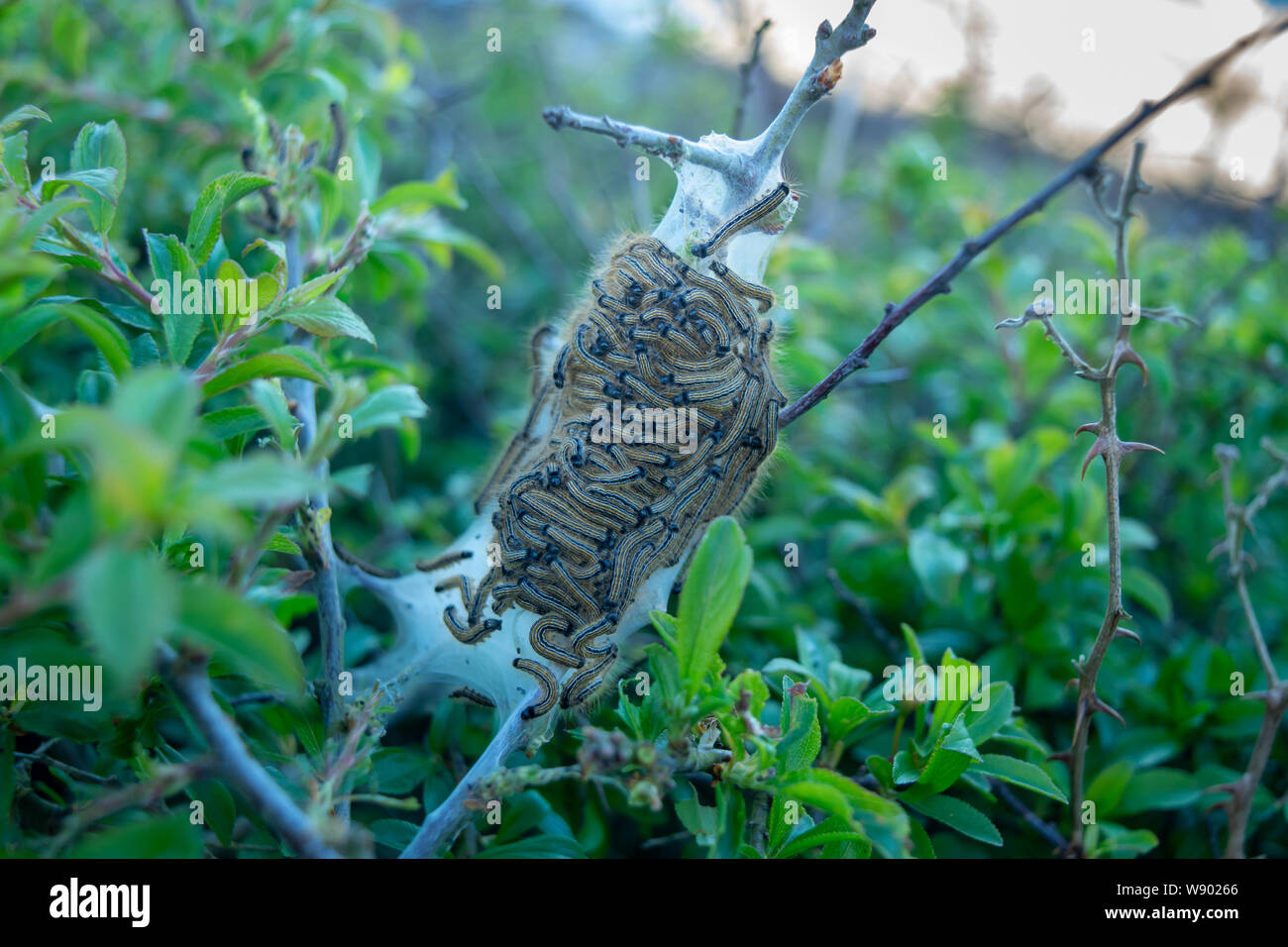 Tenda nido di Caterpillar in primavera Foto Stock