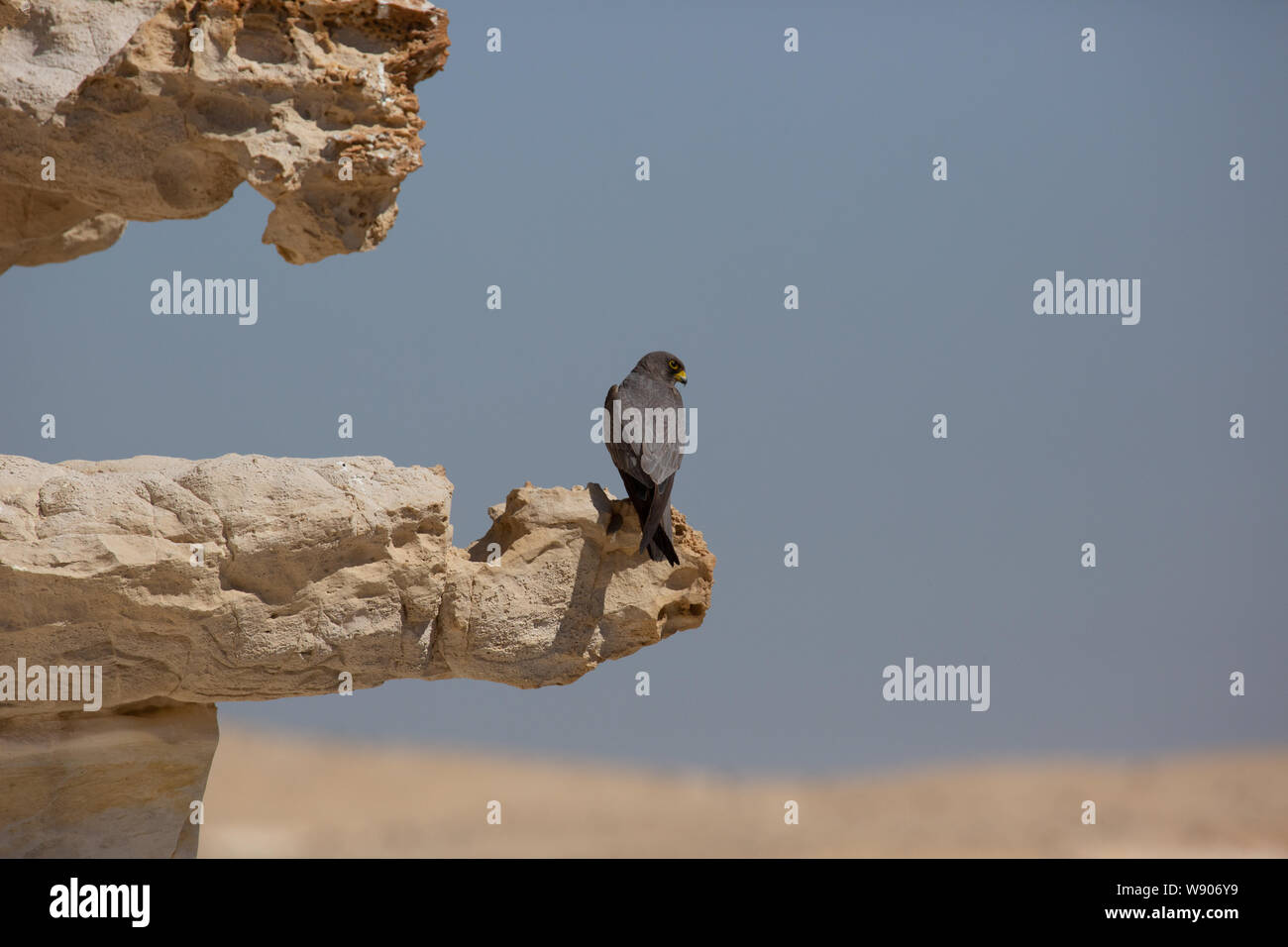 Sooty Falcon (Falco concolor) è un allevamento di falchi di medie dimensioni che si trova in inverno in Madagascar, dall'Africa nord-orientale al Golfo Persico meridionale; Foto Stock