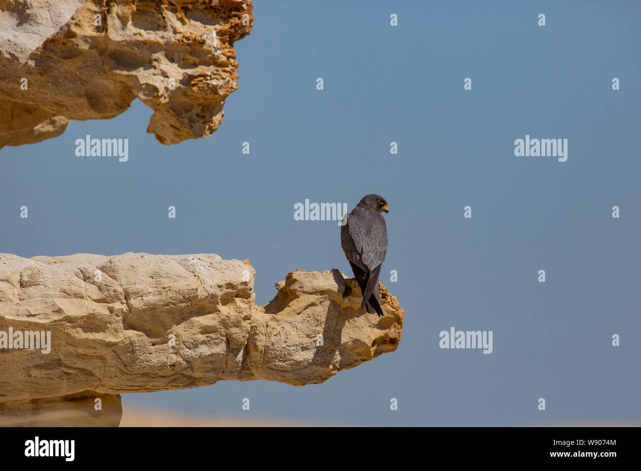Sooty Falcon (Falco concolor) è un allevamento di falchi di medie dimensioni che si trova in inverno in Madagascar, dall'Africa nord-orientale al Golfo Persico meridionale; Foto Stock