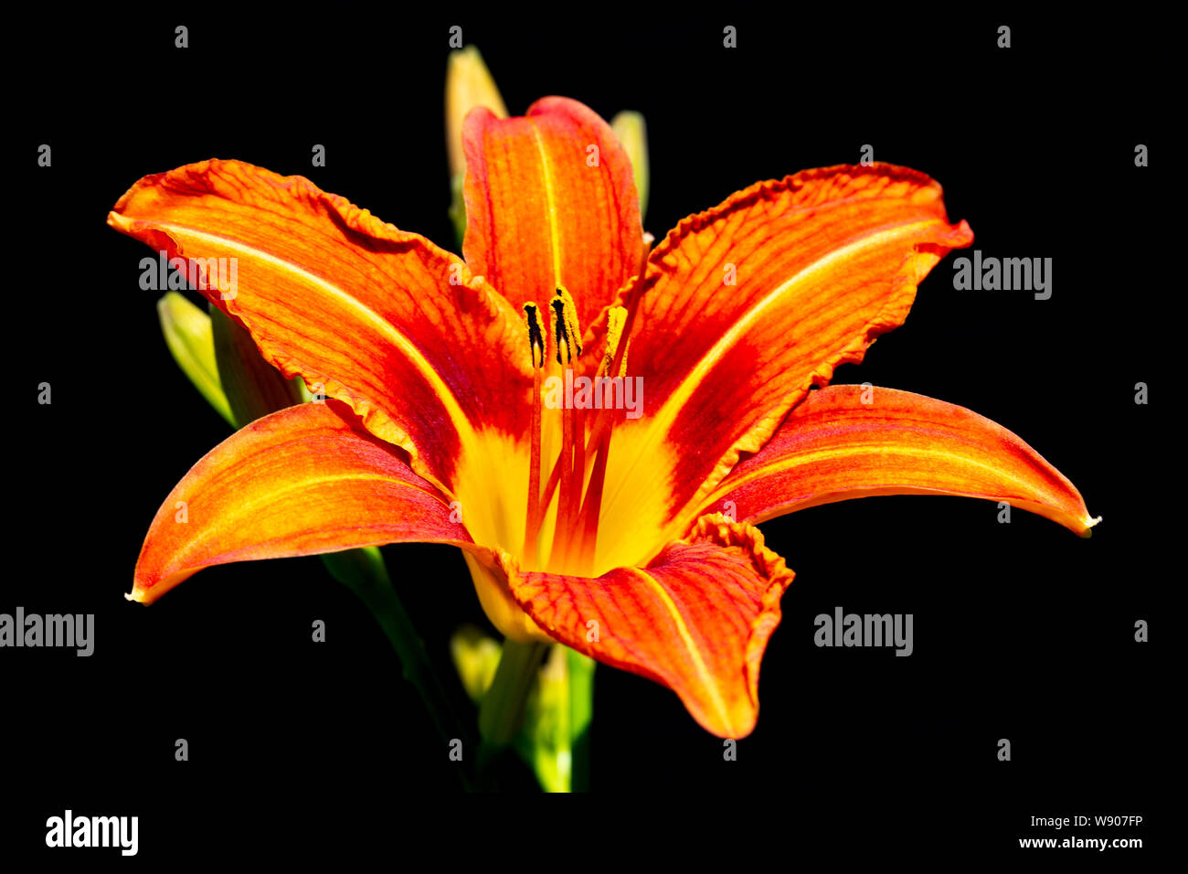 Hemerocallis su uno sfondo nero. Daylily fiore con luminosi petali di colore arancione e giallo medio, stami, polline e pestello. Close-up fiore. Foto Stock