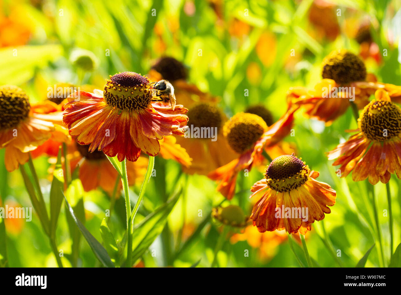 Blooming Helenium viene impollinato dalle api, Ape Miele è raccolto, insetti impollinare i fiori del giardino. Splendida fioritura autunnale di piante mellifere Foto Stock
